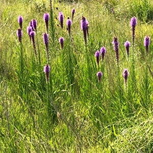 Bluestone farm pics wildflowers 3