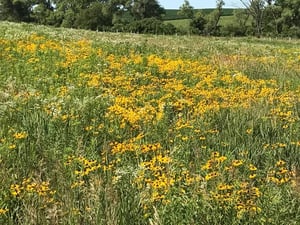 Bluestone farm pics wildflowers