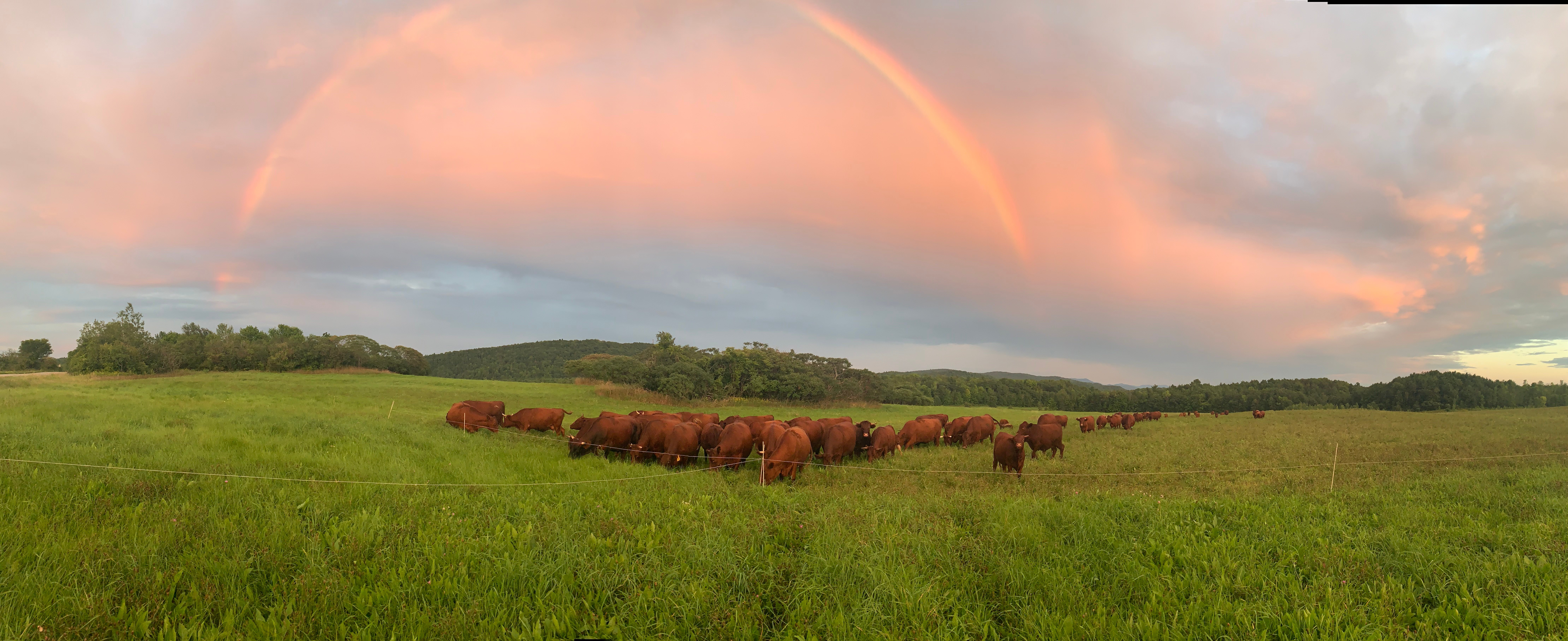 Cattle and rainbow
