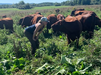 Corie with Cows