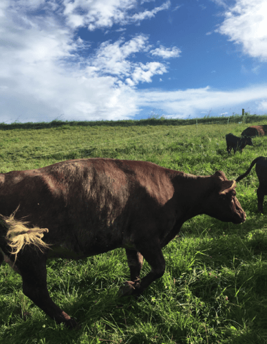 Cowsgrazing