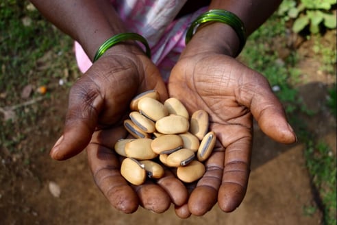 Hands Carrying Seeds_Large Res_WEA