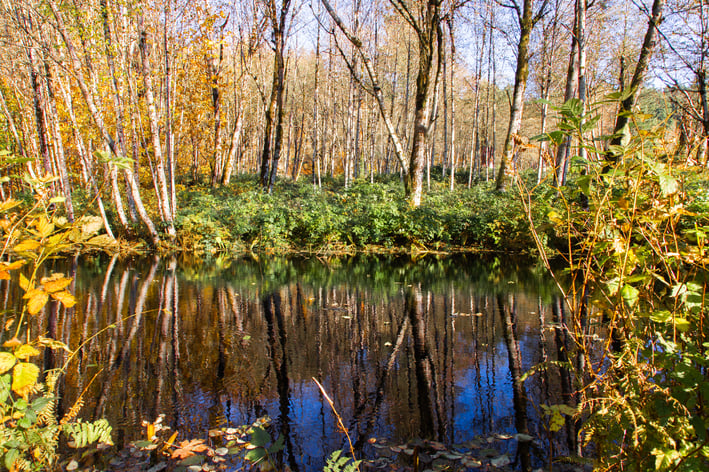 Pond at Bells Mountain Forest