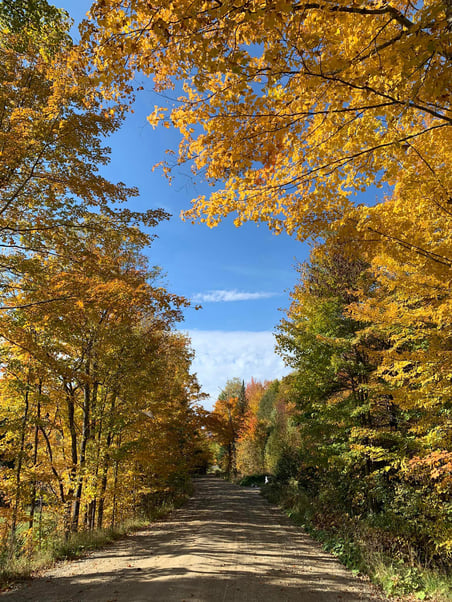 foliageonwarrenroad2