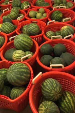 watermelons